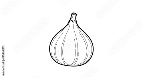 Simple Line Drawing of a Ripe Fig Fruit on White Background