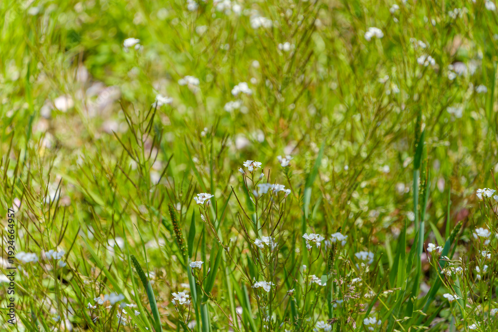 Obraz premium 春の野原に広がるナズナの白い小花と緑の草原