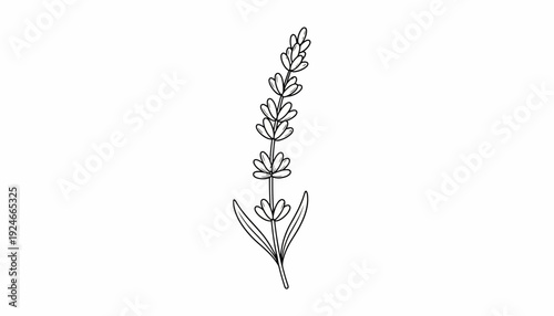 Minimalist Lavender Sprig Line Art Illustration, Botanical Drawing, Simple Floral Design