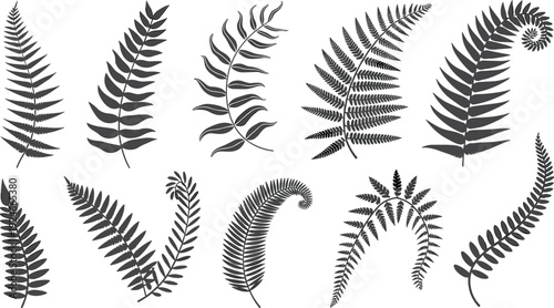 Stylized collection of twelve fern leaf silhouettes in black and gray, botanical foliage patterns for nature, design, and educational use