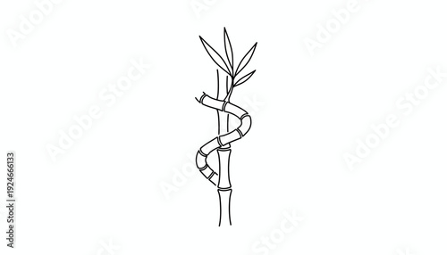 Lucky Bamboo Plant, Spiral Stalk, Green Leaves, Minimalist Line Art, Isolated on White Background