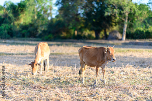 Two brown cows graze on a dry, stubbly field with scattered straw under warm afternoon light in rural Kampot, Cambodia. Green trees form a soft, blurred backdrop, highlighting the quiet agricultural