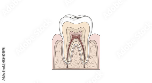 Tooth Anatomy Cross Section: Enamel, Dentin, Pulp, Root Canal, Gum Line - Medical Illustration