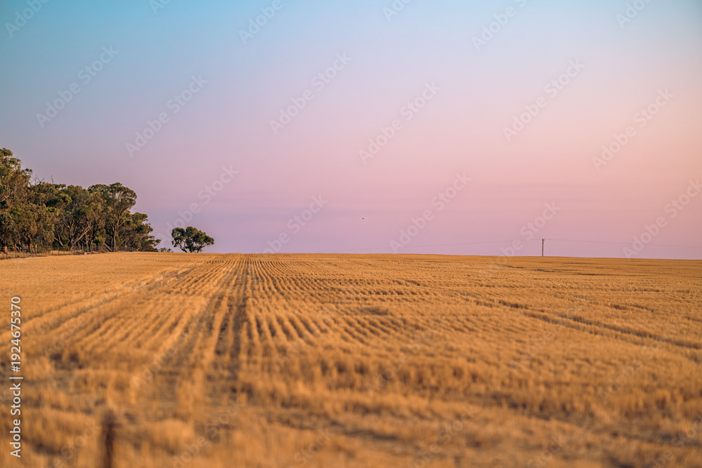 Fototapeta premium Blue hour sunset over the stubble field during harvesting season, Victoria, Australia