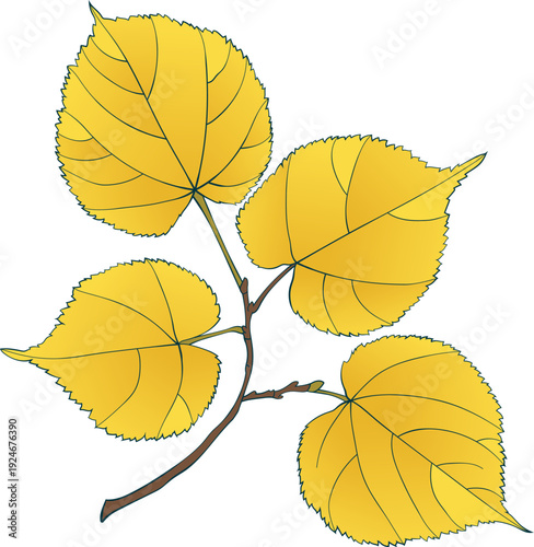 Gold yellow lime-tree autumn leaves branch on transparent background. Flat and line style linden illustration. 