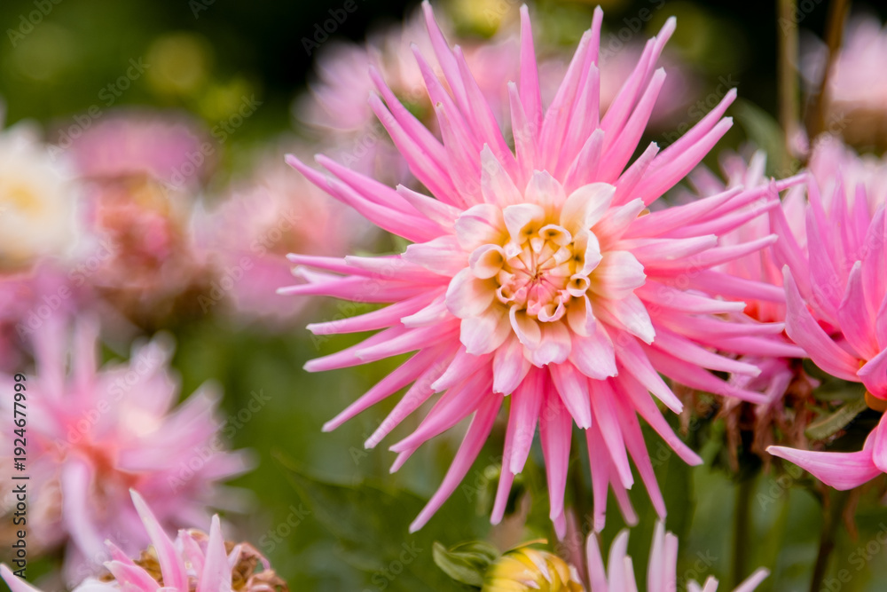 Obraz premium Close-up of lush pink dahlia with needle petals on blurred greenery and other flowers in the garden