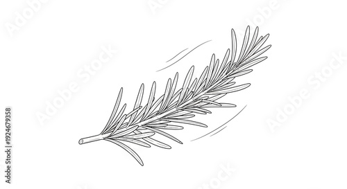 Rosemary Sprig Sketch - Hand-Drawn Herb Illustration for Culinary and Medicinal Use