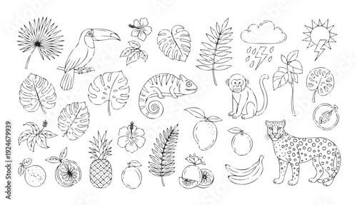 Outline drawing set of exotic animals like toucan and leopard, tropical leaves, delicious fruits, and weather symbols, ideal for childrens learning activities, coloring books, or jungle