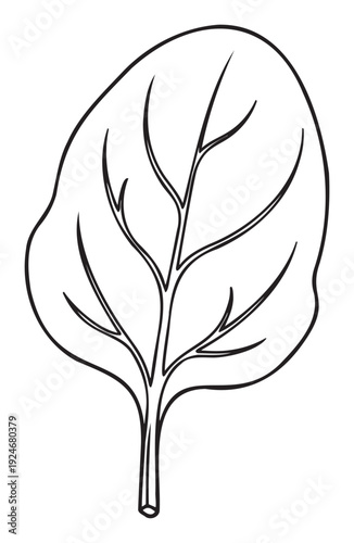 Simple line drawing of a fresh spinach leaf with prominent veins perfect for health and nutrition related educational materials or kitchen menu graphics
