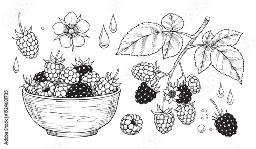 Detailed botanical line art drawing showcasing fresh blackberries, leaves, and blossoms, perfect for health food packaging, recipe blogs, or farmers market promotional materials.