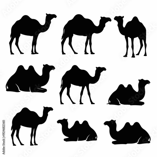 vector illustration set of silhouettes of camels walking on white background
