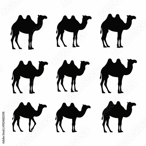 vector illustration set of silhouettes of camels walking on white background