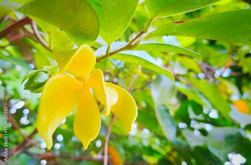 Ylang-Ylang flower :  A close-up view captures the intricate beauty of a vibrant yellow flower in full bloom, nestled among lush green foliage, showcasing nature's exquisite artistry.