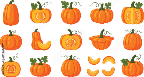 Pumpkin and Butternut Squash Collection with Whole Cut and Slice Pieces for Autumn Harvest, Thanksgiving Food, and Seasonal Vector Design.