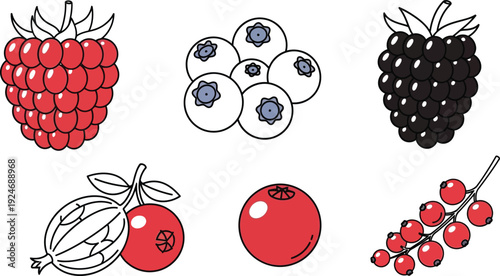 Collection of fresh berries including raspberries blueberries blackberries cranberries and currants in a simple flat vector illustration style for healthy food concepts