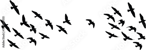 Black bird silhouettes in flight, flock of seagulls flying vector illustration, birds migration pattern isolated on white background, freedom and nature design elements