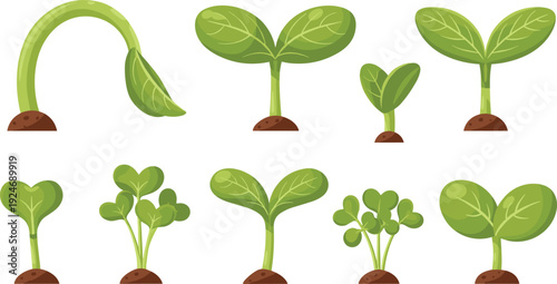 Seedling Growth Stage Collection with Sprouting Green Leaves and Young Plant Development for Gardening, Agriculture, and Ecology Vector Design.