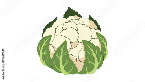 fresh whole cauliflower with large green leaves isolated on a white background, representing healthy organic vegetables.
