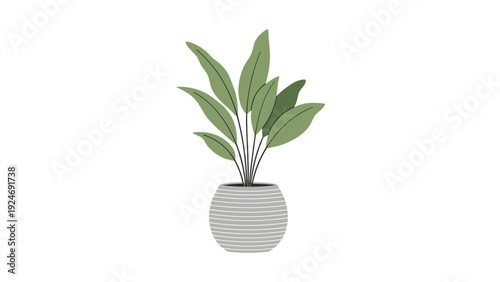 Large green houseplant with long pointed leaves in a stylish white and grey textured pot on a white background.