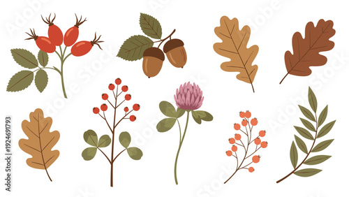 collection of autumn forest elements including colorful leaves, acorns, berries, and a clover flower on a plain white background.