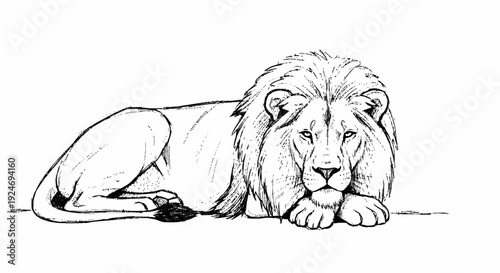 Lion Lying Down Illustration Detailed Drawing.
