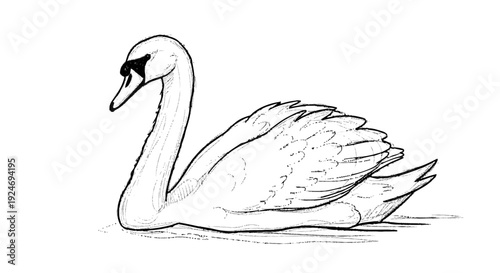 White Swan Swimming in Water Illustration.