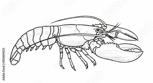 Detailed Line Drawing of a Lobster.