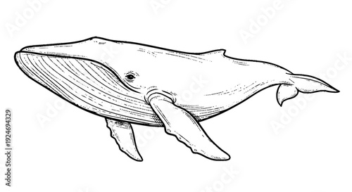 Simple Line Drawing of Humpback Whale.