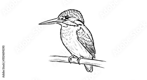 Detailed drawing of a kingfisher bird perched.