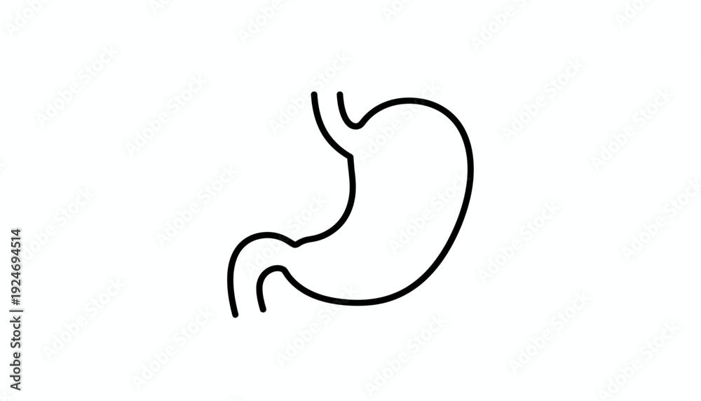 Fototapeta premium Simple Line Drawing of Human Stomach, Medical Icon, Anatomy Illustration