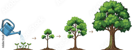 Tree growth stages vector illustration showing plant development from seedling to mature tree, gardening and nature lifecycle concept for education and infographic design