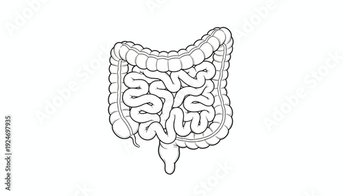 Human Intestines Anatomy Illustration