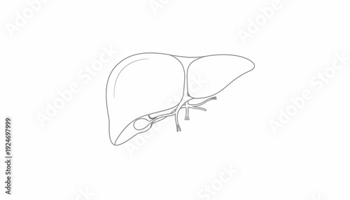 Human Liver Anatomy Outline Drawing - Medical Illustration
