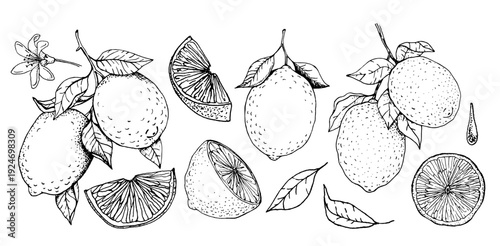 Black and white ink illustration of lemons on a branch with leaves, sliced halves, wedges, and whole fruits. Hand drawn clip art set with isolated objects suitable for packaging, menu design, labels