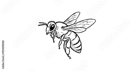 Detailed Black and White Bee Illustration.