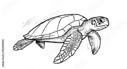 Black and White Sea Turtle Illustration.