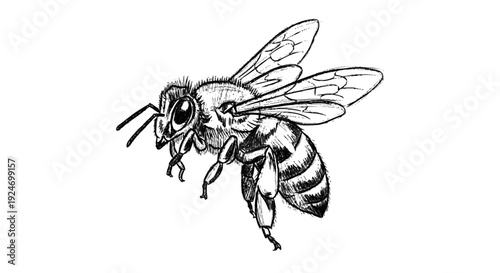 Detailed Illustration of a Flying Bee.