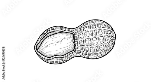 Hand-drawn sketch of a peanut with one kernel exposed, isolated on white background.