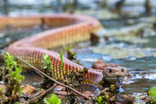 Foto Australian Mulga or King Brown Snake in outback New South Wales flood waters