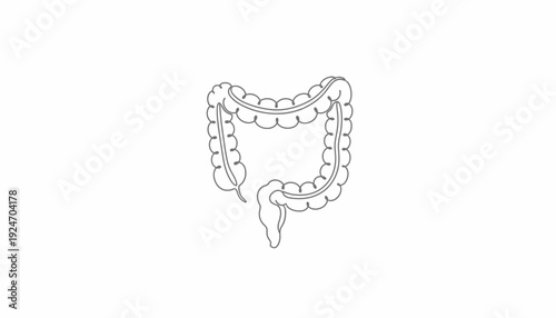 Colon Anatomy Outline Icon Vector Illustration