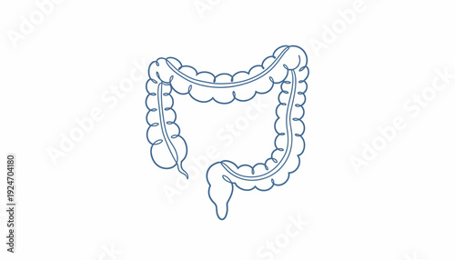 Colon Anatomy Illustration - Human Digestive System Organ Line Art