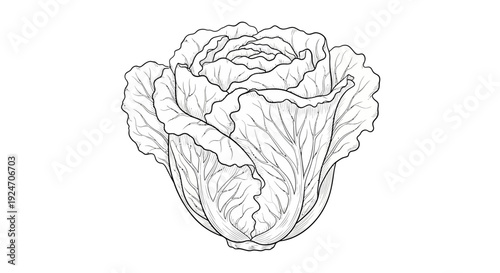 Black and White Sketch of a Fresh Cabbage Head with Detailed Leaves