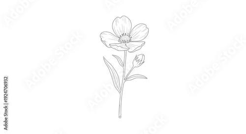 Botanical illustration of a delicate buttercup flower with a bud, isolated on white background, line art.