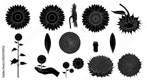 Collection of various floral silhouettes and botanical icons