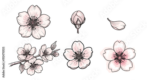 Collection of delicate cherry blossom flowers and buds illustration