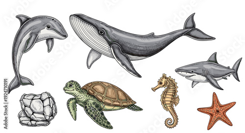 Collection of marine animals including dolphin shark turtle seahorse