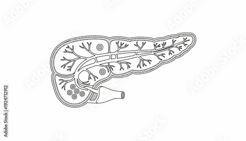 Pancreas Anatomy Diagram: Exocrine and Endocrine Glands