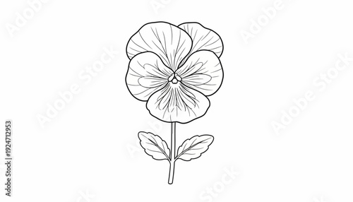 Pansy Flower Outline Drawing, Simple Botanical Illustration, Black and White Line Art