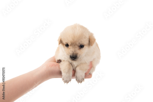 Tableau sur toile Adorable Puppy Held Gently in Human Hands