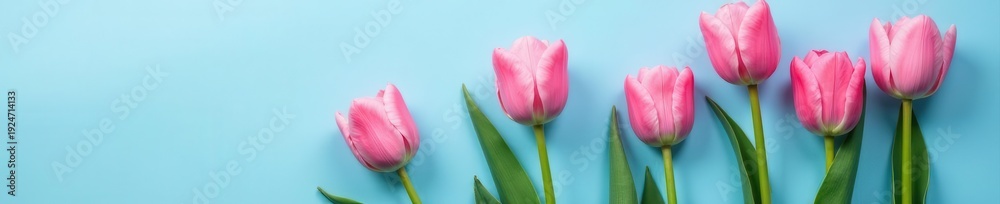 Naklejka premium Pink tulips, minimalist blue & pink background Top view, copy space , nature, clean